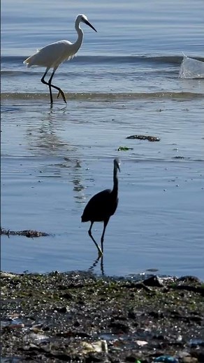 Dimorphic Egret Birds . Short video 4K-UHD Birds Photography | Wildilife Video | Wildlife Animals