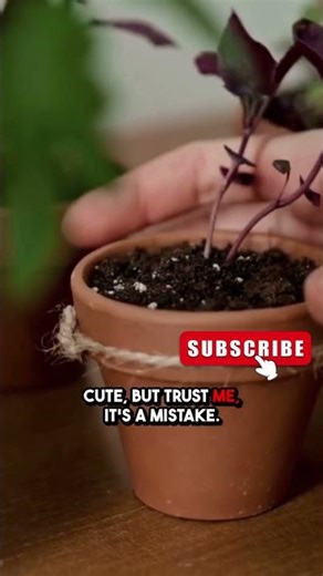 ⭐ Your MINT Plant Needs This! 🍃🍹 #mint #virginmojito #plants #herbal #pot