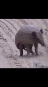 11K views · 74 reactions | Roly Poly Bug  By Wild Adventures | Wild Adventures in हिंदी | Facebook