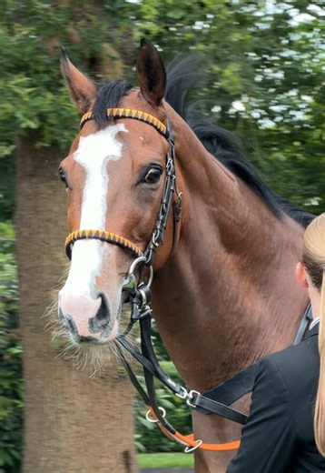 Duke of Lips Jaromir Safar & Jo-Ann horse racing clip