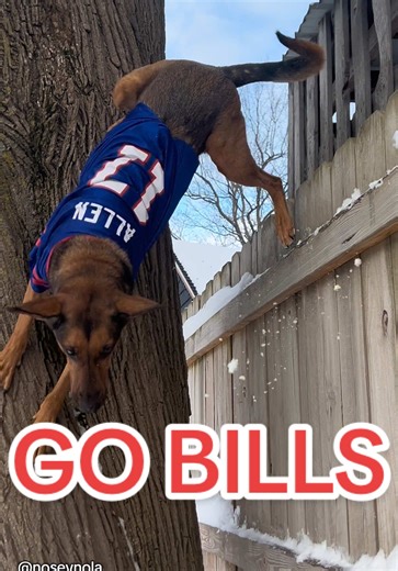 Buffalo Bills Fans Celebrate Big Wins!