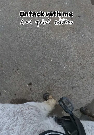 I guess the pub dinner wasn’t enough for this hungry boy ! Cow print ears and pad by @Mount Up Equestrian #equestrian #horseriding