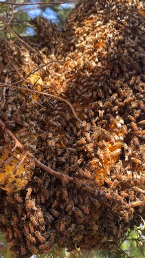220 reactions · 241 shares | Happening now in Miami. Relocating an open air hive in a pretty pine tree. What do the bees think? In my experience they are usually quite practical with the whole move, especially if the bee remover is gentle and careful and cages the queen. We shall see but I’m thinking this one will go well. #bees #beekeeping #honeybees #lovebees #bee #abejas #beesarecool #openairhive #tropicalbees #beeremoval #Miami | Beelightful Bee Company | Facebook