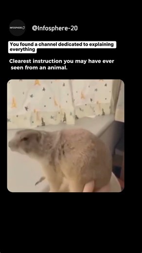 Clearest instruction you may have ever seen from animal#shorts #explanation #didyouknow #facts