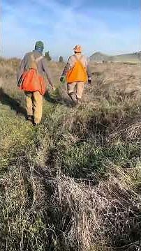 English springer spaniel field trial. Pheasant contact, steady on flush and shot.