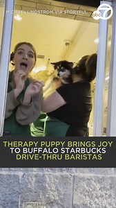 A five-month-old pomsky puppy brought a moment of joy to employees at a Starbucks drive-thru in Buffalo, New York. Orchard Valley residents Michael and Kairstin Lindstrom say their puppy, Knox, is in training to be a therapy animal. 😍🐕‍🦺 | ABC7
