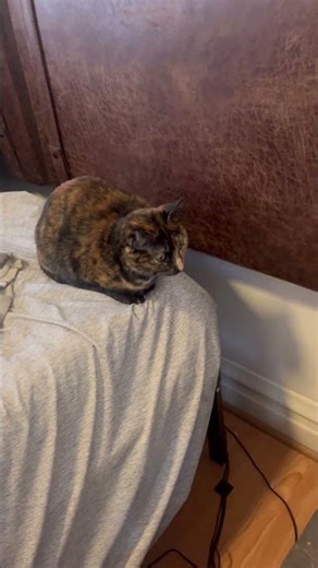 Cat is mesmerized by 3-D printer ￼ #3dprinting #cats