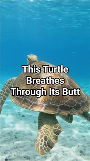 This Turtle Breathes Through Its Butt