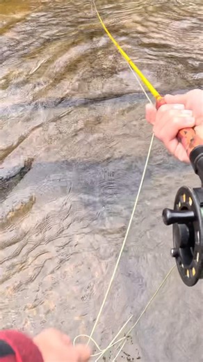 Fly fishing in the French broad! #flyfishing #trout #spring