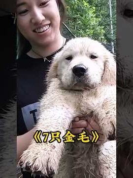 金毛生了7只宝宝，没想到个个都是干饭高手，真的要把金毛妈妈累垮了 #animals #pets #dogs