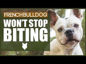 How To Stop Your FRENCH BULLDOG BITING