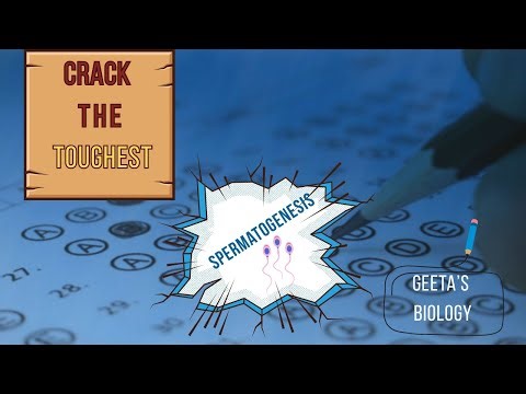 Spermatogenesis Explained | Crack the Toughest Biology Concept | NEET 2026