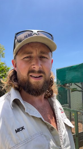 1.6K views · 41 reactions | Olive Python clean and feed! #australia #reptile #zookeeper #wildlife #snake #python #olivepython #chicken | Mick Bender | Facebook