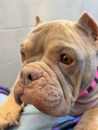 Rocket Dog Rescue on Reels