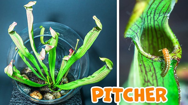 200 days of Sarracenia: Stunning pitcher plant growth time-lapse in a terrarium