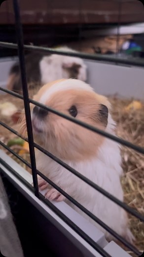 Baby Frieda has learned the sound of the microwave 😂 she’s come to associate the sound with milk being made for her, and anytime we use it for something else she goes mental 😂🫠 #guineapig #babyguineapig #cavy #cavies #animalrescue #animalsanctuary #guineapigpup #feedingtime #guineapigrescue #guineapigsanctuary #petguineapig | Cheshire Guinea Pig Rescue