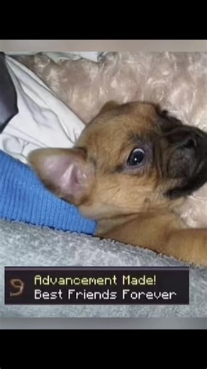 minecraft style pet achievement challenge tutorial how to make a minecraft style pet achievement challenge, just upload a photo of your pet to make it how to make the pet achievement challenge trend how to make a pet achievement challenge photo how to add a minecraft achievement frame to a photo how to add a minecraft achievement to a photo best friends forever pet tutorial how to do the dog achievement trend how to do the dog trend how to do achievement trenddog how to do achievement made the e