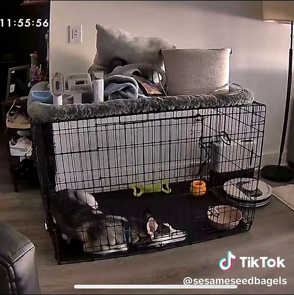Sesame the Husky on TikTok