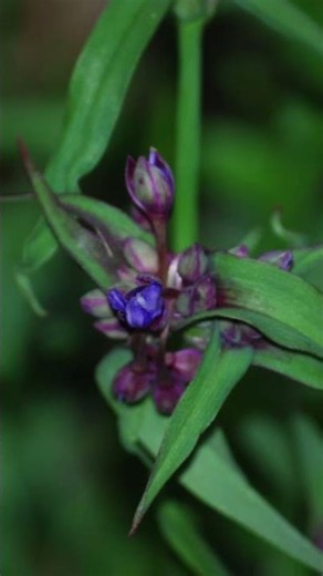 Flowers of Savannah, Georgia (Photography)