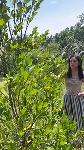 6.3K views · 159 reactions | Kanang mag harvest naka sa inyong hinaguan 3 years ago. Same with insurance, pa insured namo kay dali ra kaayo ang panahon . | Princess Ingan Estrebella | Facebook