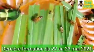 5.7K views · 433 reactions | Voici comment récolter le miel 4 fois par an dans une seule ruche | Tami Jardin | Facebook