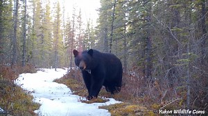 8.7M views · 197K reactions | As the crunching of snow under foot gives way to warming springtime temperatures thus saturating the ground, wildlife activity increases and the search for food and companionship begins. This is a compilation from May 2021 at a single camera location in the Yukon wilds. In order of appearance: black bear, lynx, coyote, a trio of wolves, grizzly bear, lynx, moose, lynx, coyote, spruce grouse, lynx. #yukonwildlife | Yukon Wildlife Cams | Facebook