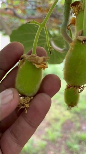 Importance of thinning in kiwi fruits #satifarms #kiwifruit #shorts