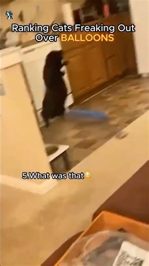 Ranking Cats Freaking Out Over Balloons