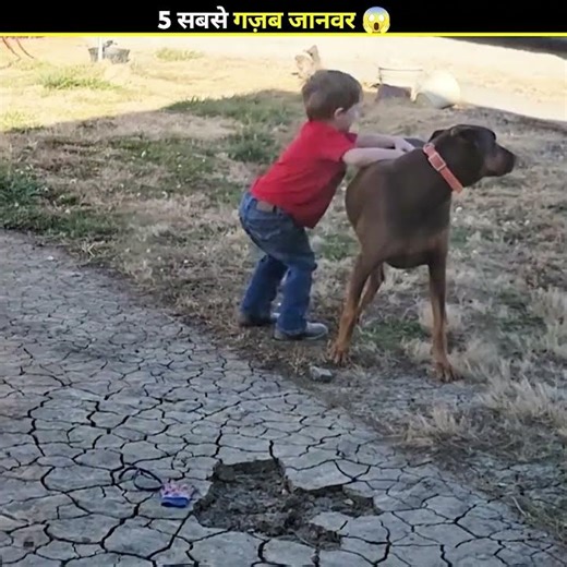 जानवरों के Funny कारनामें देखकर 🤯 हंसी नहीं रोक पाओगे 😂 | #shorts #viral #animals #comedy #funny