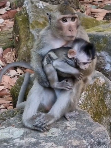 Heartwarming Baby Moments with Loving Sister