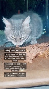 Current crying my eyes out _stray cats _colony cats _colony care taker _cat lover | Pet Dreams