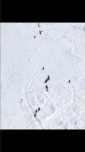 Emperor penguins identify their mates and chicks by their calls at the breeding colony 🐧