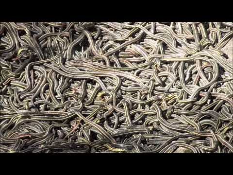 Living Carpet of Snakes!