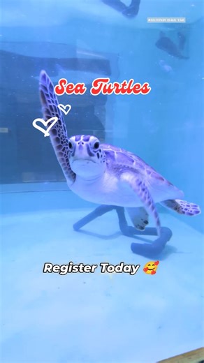Sea Turtle, Inc. | 🐢❤️ Mix, mingle, and help the turtles! Join us at Sea Turtle Inc. for a social night for everyone all ages (21+), singles, and friends... | Instagram