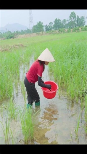 Harvesting Giant Crabs & Selling At The Market