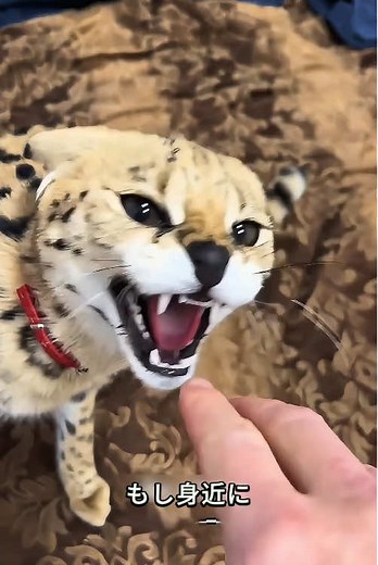 サバンナキャット、独特な外見を持つ大型の猫。 #サバンナキャット #動物 #動物界 #面白い #可愛い