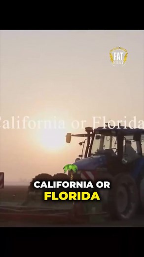 Someone completely dissecting the Five Guys philosophy and why their burger/fry commitment obliterates the competition. From fresh, bakery-baked buns and 17 free toppings to the *legendary* Idaho potato sourcing for fries... the ingredient list comparison alone is enough to make you rethink your next drive-thru stop. This dedication to *simple perfection* in food is absolutely captivating. #FiveGuys #FastFoodWars #BurgerTok #FoodDeepDive #FreshIngredients | Thefatfiles