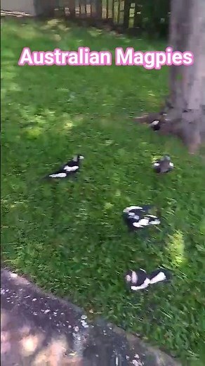 Australian Magpies #birds #nature #wildlife