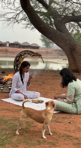 This Dog Saved Its Owner from a Giant Python A Brave Hero Emerges #dogrescue #pythonattack #hero