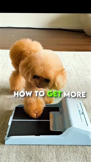 5.8K views · 120 reactions | An intelligent dog successfully solves the snack puzzle. 易 #shorts | Curious Hub | Facebook