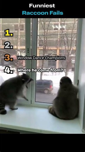 These Raccoons Made Terrible Choices #fails #funny #trending