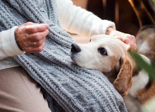 How Long Do Dogs Live?