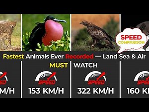 Animal Speed Comparison ⚡ | Fastest Animals Ever Recorded — Land Sea & Air