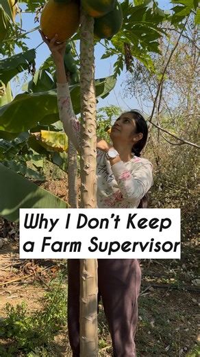 That Weekend Farmer Mom on Instagram: "Hey all, this is the reason why I’ve consciously chosen not to keep a full-time farm supervisor or watchman. A supervisor costs ~₹20,000. possible pilferage — maybe ₹5,000. Yes, it’s a calculated risk. I didn’t start this farm for monetary gains. I started it to experiment with natural farming. So it did not bother so much if a few fruits were stolen.. i thought let people enjoy the sweetness of this farm. But, honestly I must credit my neighbours for being
