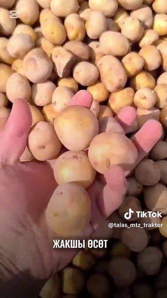 ТАЛАС МТЗ БЕЛАРУС on TikTok
