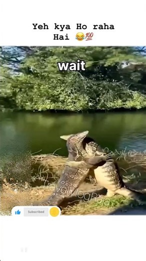 Funny Animal Short Video Funny Animal Short Video Animal Funny Short Video #funny