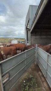 Definitely got this the wrong way round. 😅 | The Sheep Game