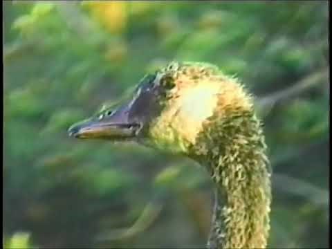 Bill Lishman 1990 William Lishman C'mon Geese! (Full Movie)