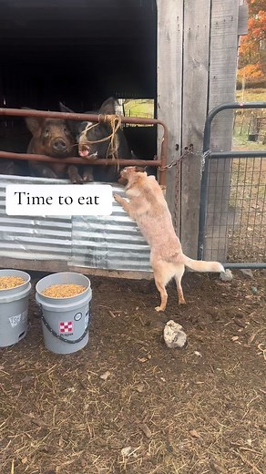 Evening chores before it gets dark way too early! #Pigs #farming #heeler #Supper | M & W Farms