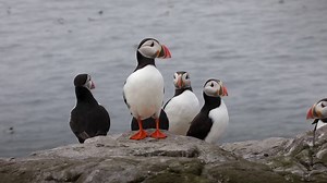 Counting puffins isn't always easy. One ranger described the sharp nips and scratches they can give you as "puffin love bites". Numbers of puffins on the Farne Islands, England's largest colony, have fallen more than 10 per cent since 2013, according to preliminary results from a census | The Times and The Sunday Times